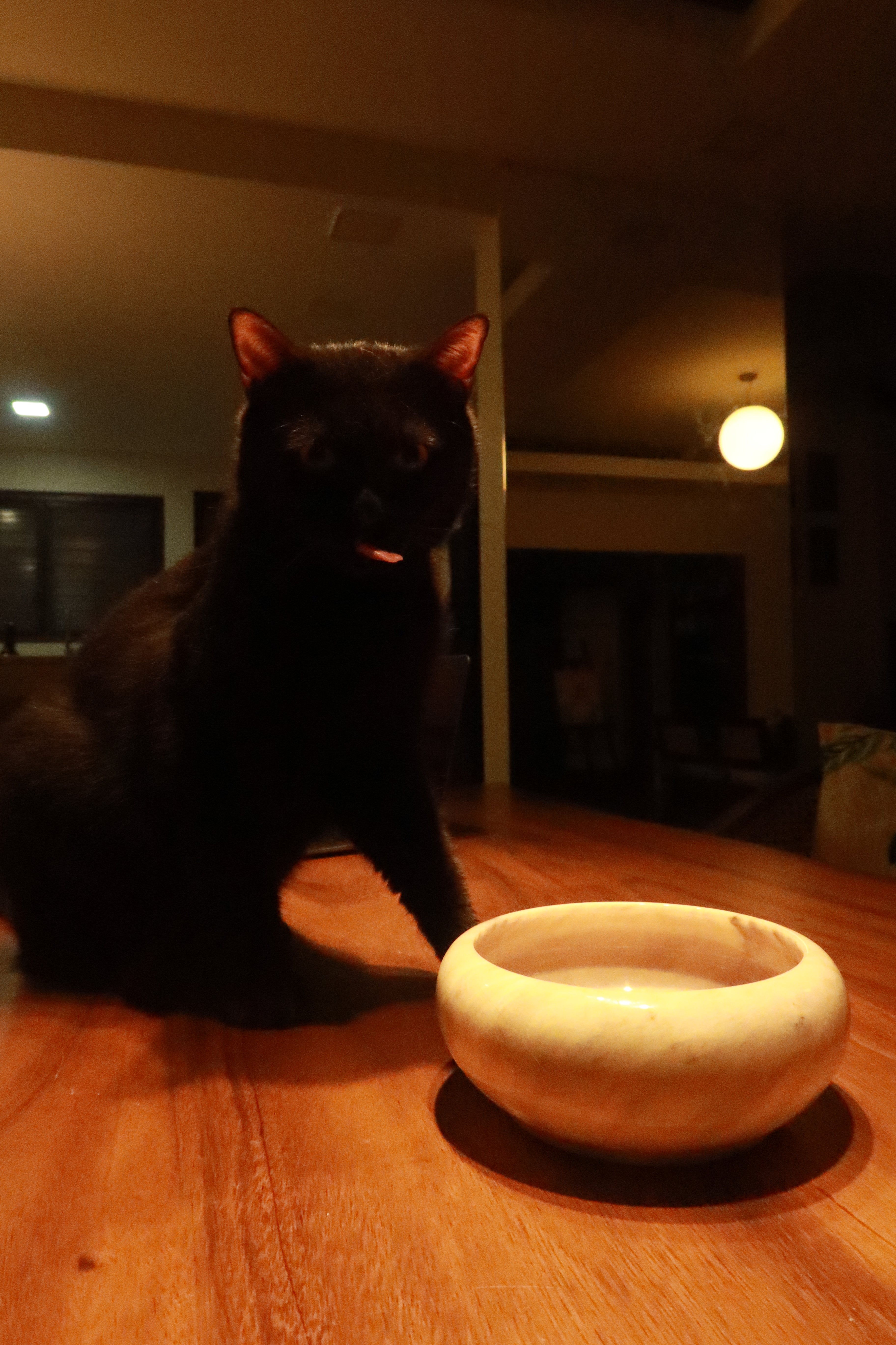 Marble Pet Bowl